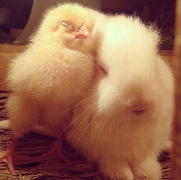 【画像】眠っている動物たち