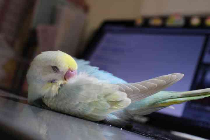 【画像】眠っている動物たち