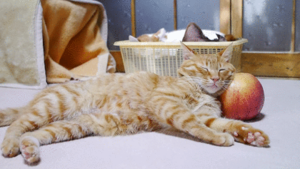 【画像】眠っている動物たち