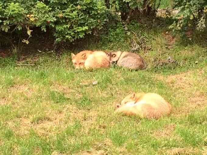【画像】眠っている動物たち