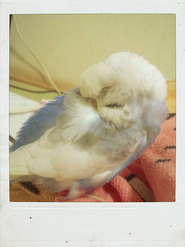 【画像】眠っている動物たち