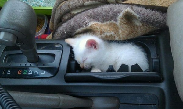 【画像】眠っている動物たち