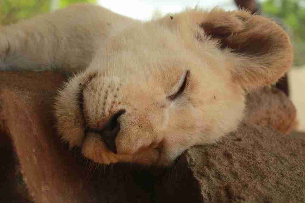 【画像】眠っている動物たち