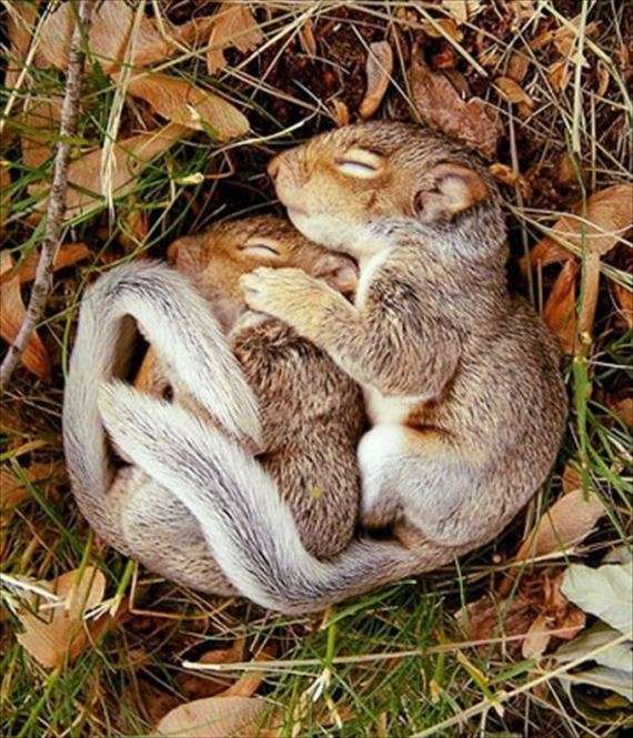【画像】眠っている動物たち