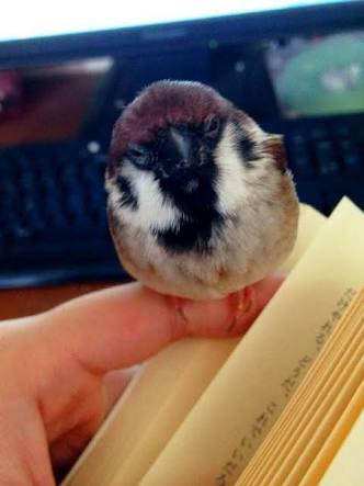 【画像】眠っている動物たち