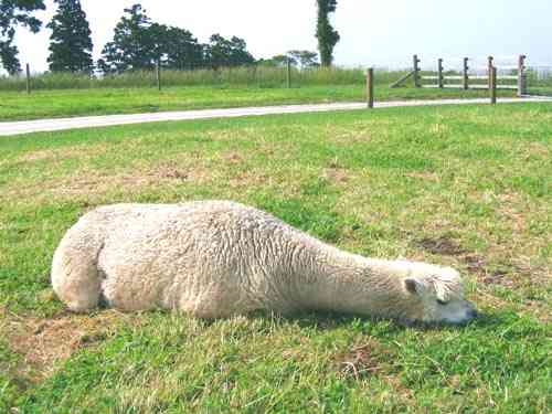 【画像】眠っている動物たち