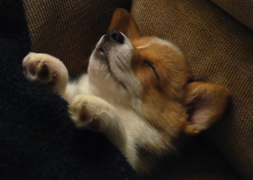 【画像】眠っている動物たち