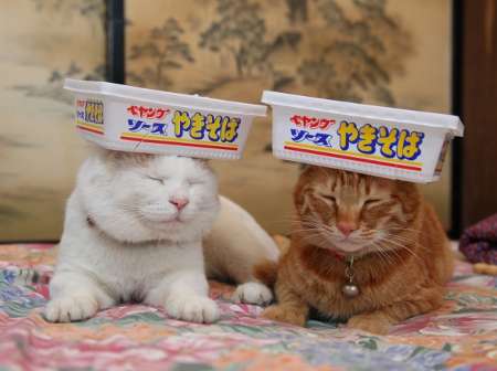 【画像】眠っている動物たち