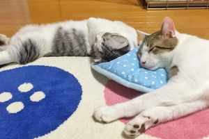 【画像】眠っている動物たち