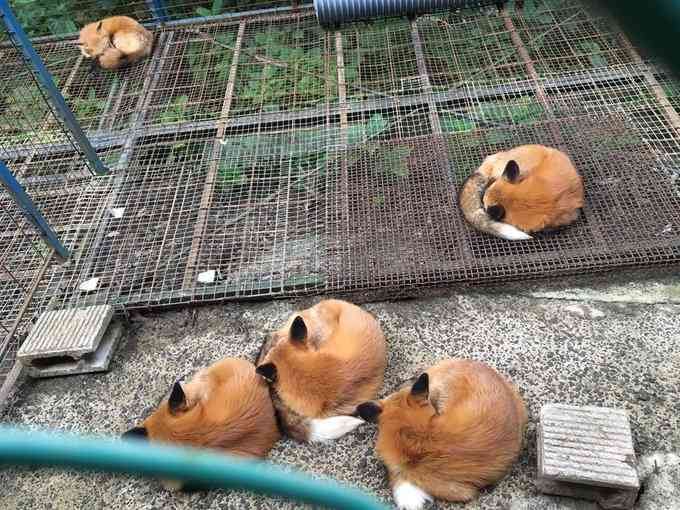【画像】眠っている動物たち