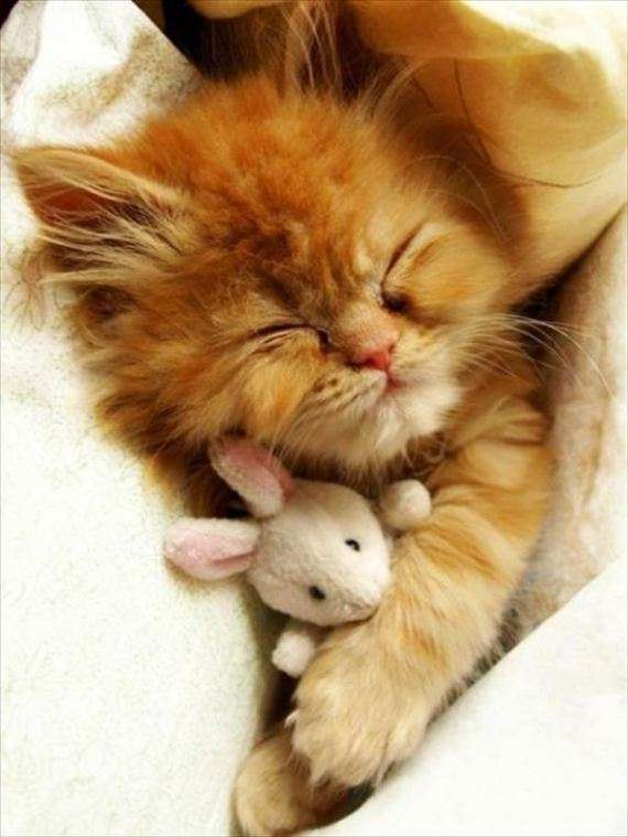 【画像】眠っている動物たち