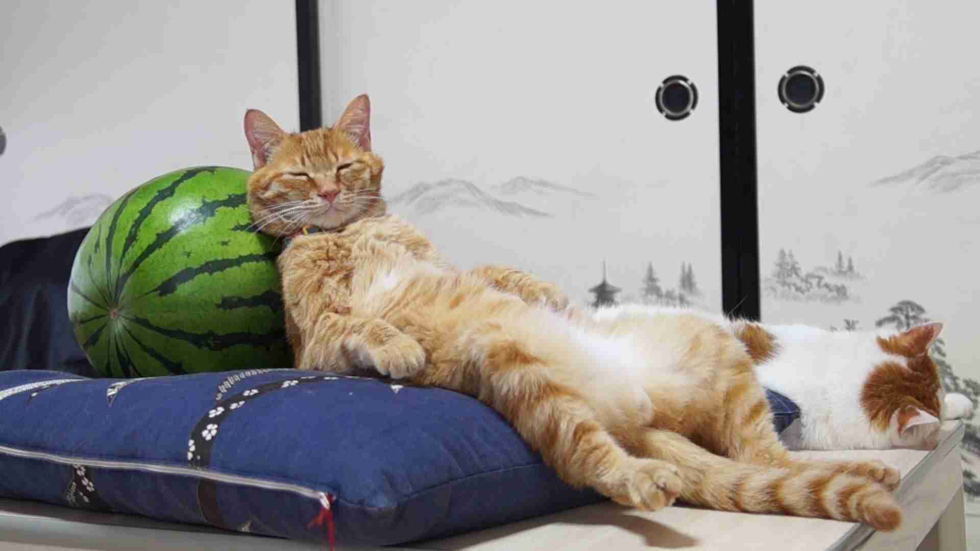 【画像】眠っている動物たち