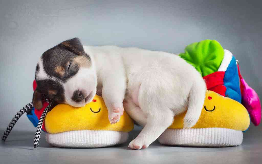 【画像】眠っている動物たち