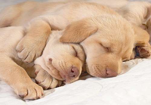【画像】眠っている動物たち