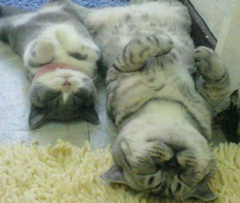 【画像】眠っている動物たち