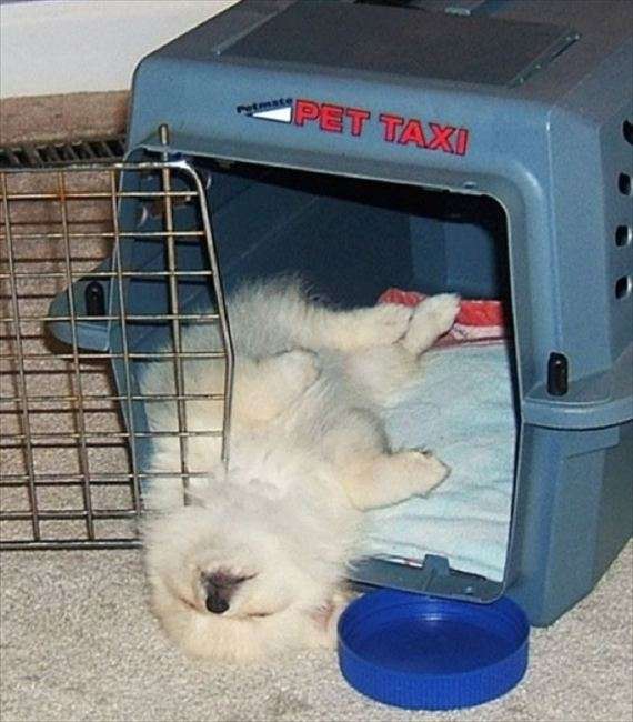 【画像】眠っている動物たち