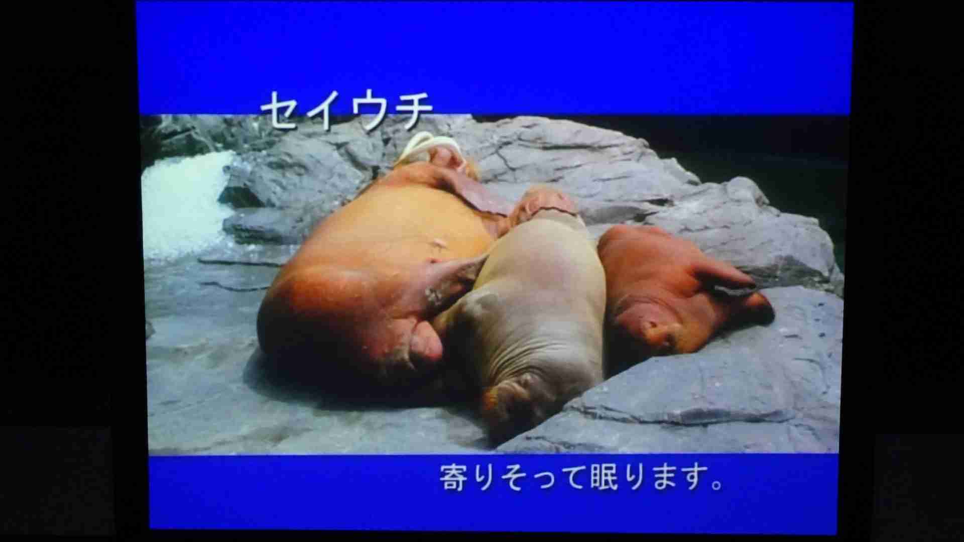 【画像】眠っている動物たち