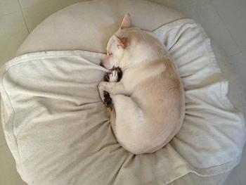 【画像】眠っている動物たち