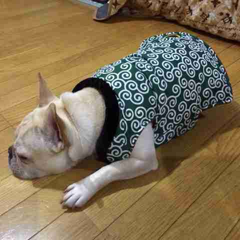 【画像】眠っている動物たち