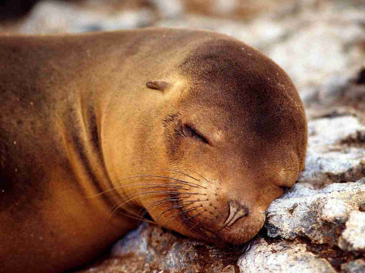 【画像】眠っている動物たち