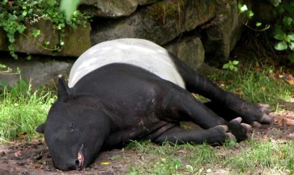 【画像】眠っている動物たち