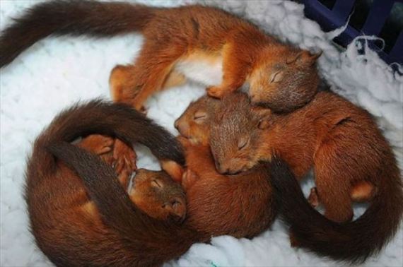 【画像】眠っている動物たち
