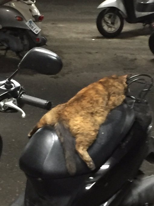 【画像】眠っている動物たち