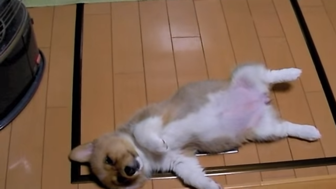 【画像】眠っている動物たち