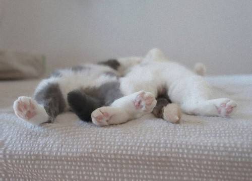 【画像】眠っている動物たち