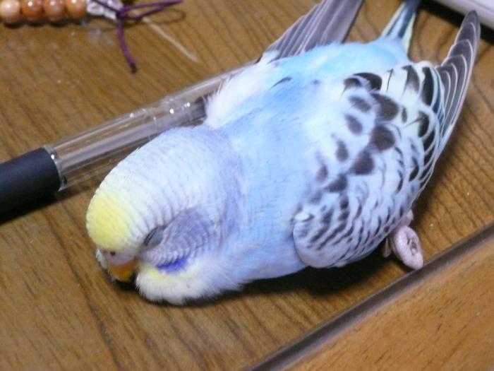 【画像】眠っている動物たち