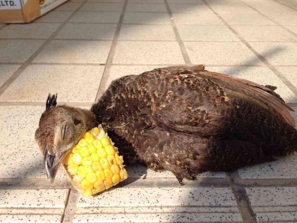 【画像】眠っている動物たち