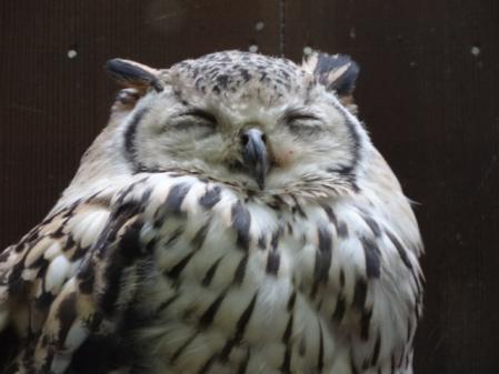 【画像】眠っている動物たち