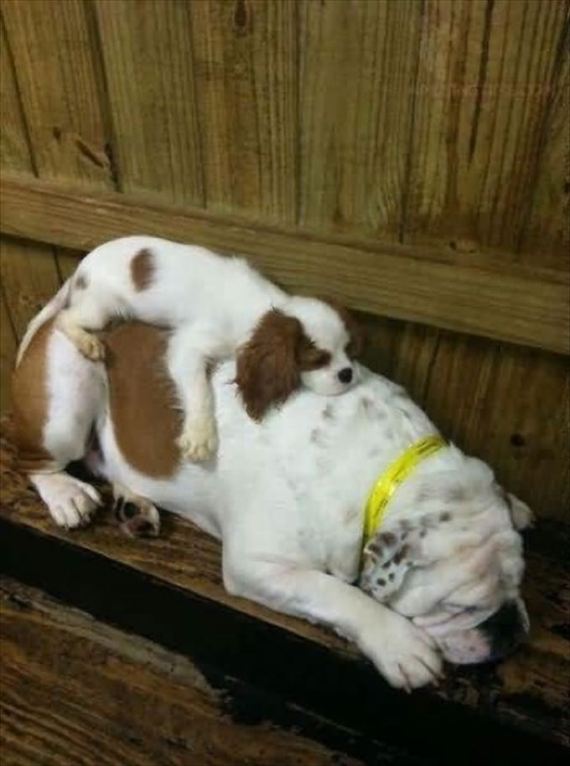 【画像】眠っている動物たち