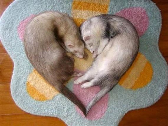 【画像】眠っている動物たち