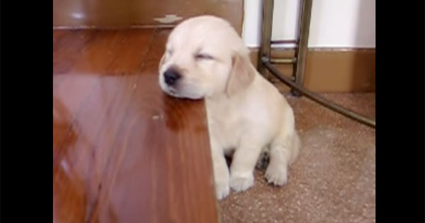 【画像】眠っている動物たち