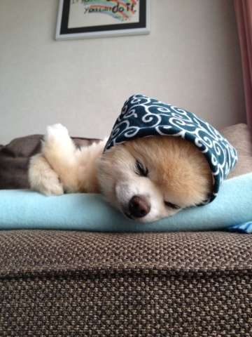 【画像】眠っている動物たち