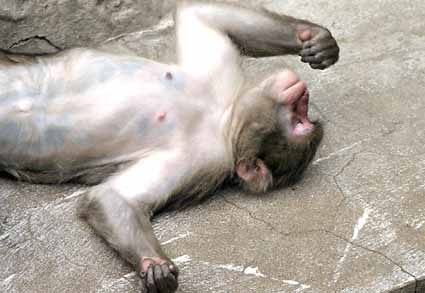 【画像】眠っている動物たち