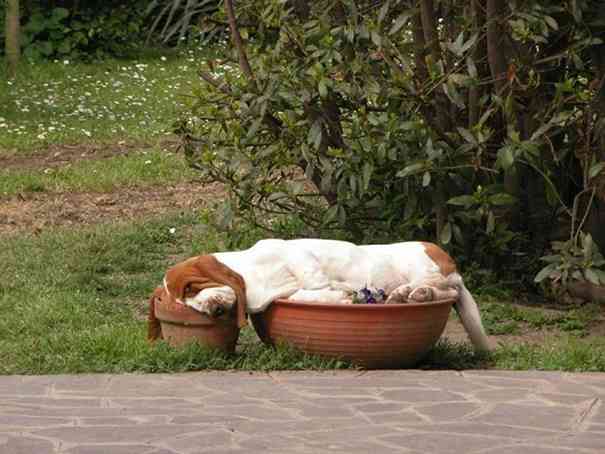 【画像】眠っている動物たち