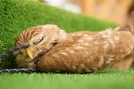 【画像】眠っている動物たち