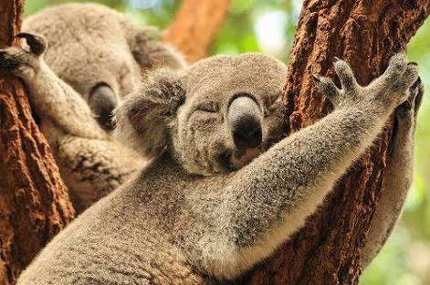 【画像】眠っている動物たち