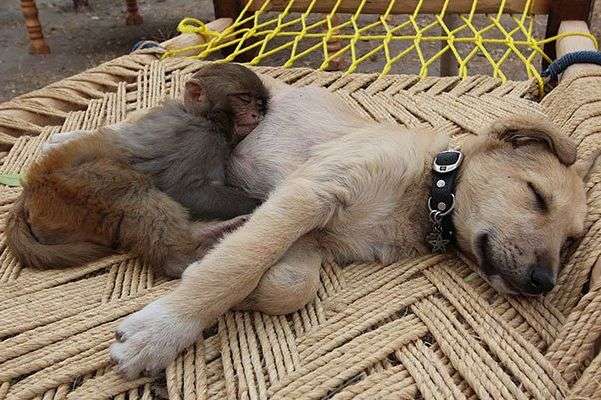 【画像】眠っている動物たち