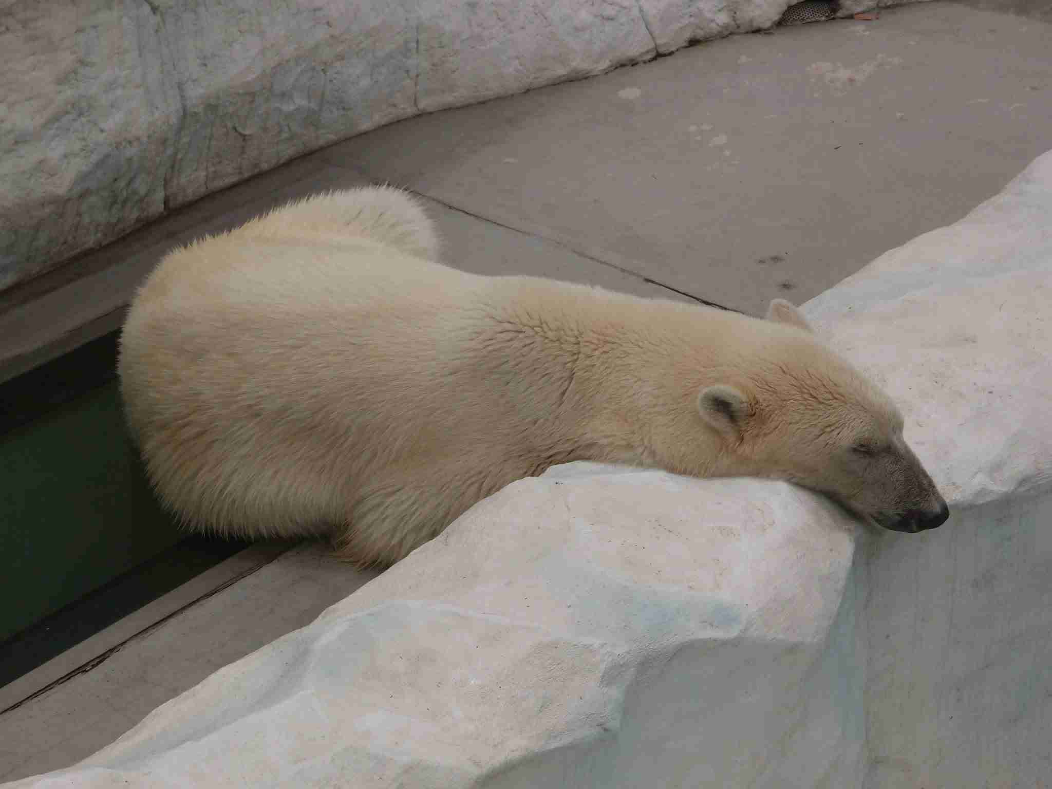 【画像】眠っている動物たち