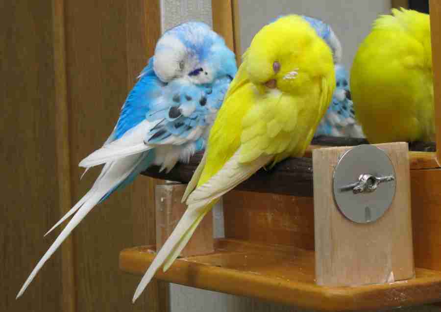 【画像】眠っている動物たち