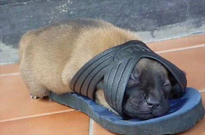 【画像】眠っている動物たち