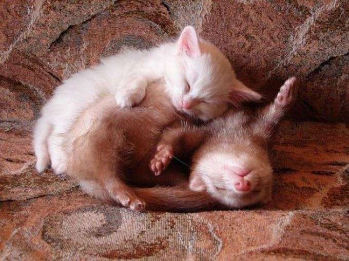 【画像】眠っている動物たち