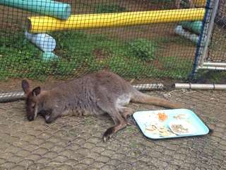 【画像】眠っている動物たち