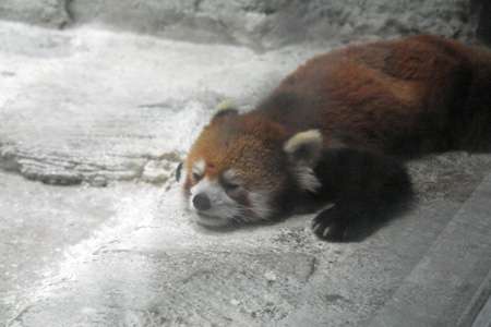 【画像】眠っている動物たち