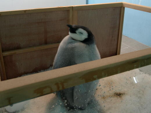 【画像】眠っている動物たち