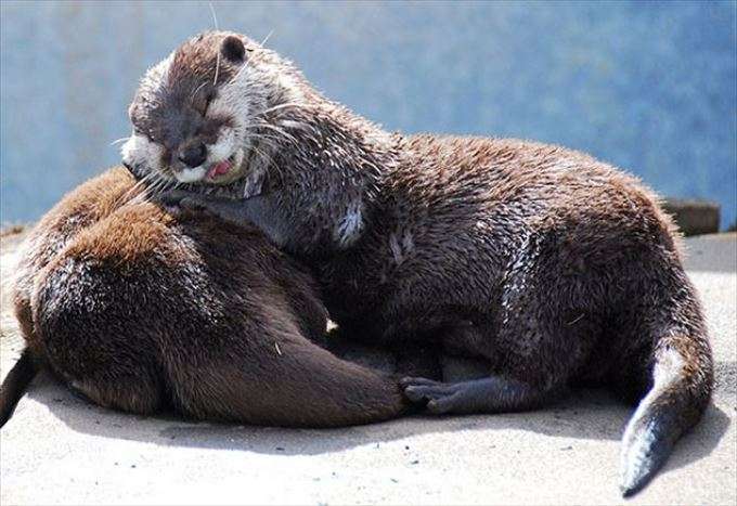 【画像】眠っている動物たち