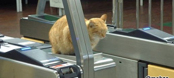 【画像】眠っている動物たち